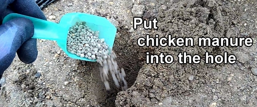 Put chicken manure into the hole