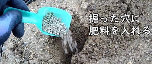 穴に鶏糞を入れる