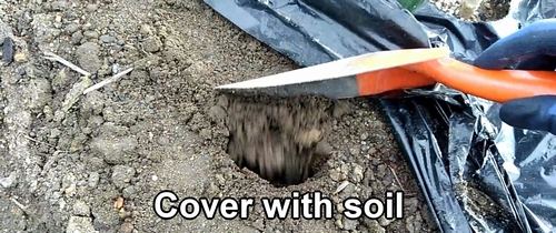 Cover the chicken manure with soil