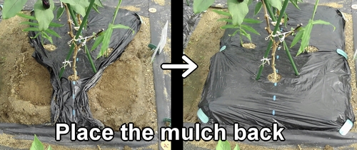 Put back the mulch in the aubergine plot