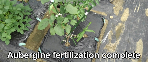 Aubergine fertilization complete