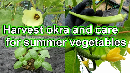 Harvesting full grown okra plant and care for summer vegetables