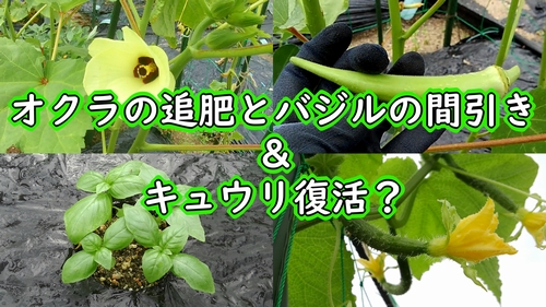 オクラの追肥とバジルの間引き キュウリ復活 有機栽培でおいしい野菜作り