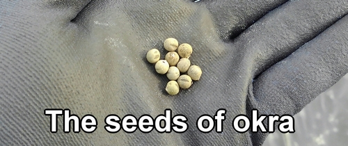 The seeds of okra