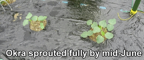 Okra sprouted fully by mid-June