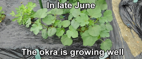 In late June, the okra is growing well