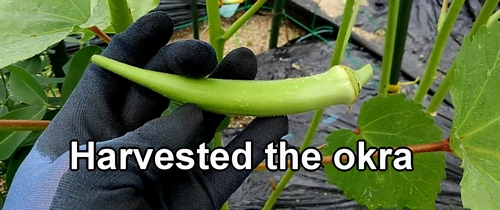 Harvest okra