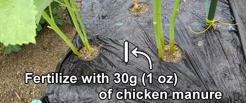 The spot for fertilizing okra