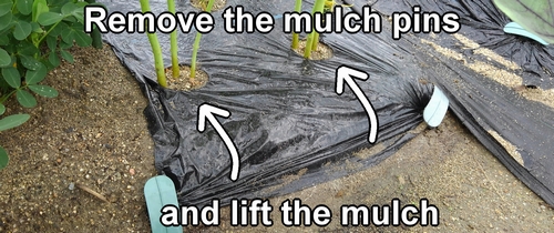 Remove the mulch pins