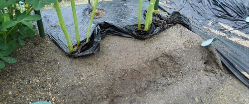 Lift the mulch in the okra plot