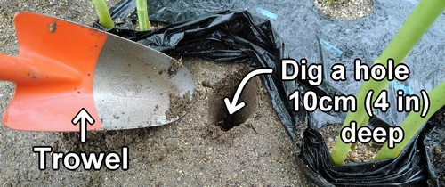 Dig hole for fertilizing the okra