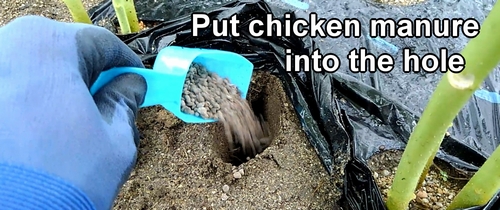 Put chicken manure into the hole