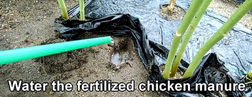 Water the fertilized chicken manure
