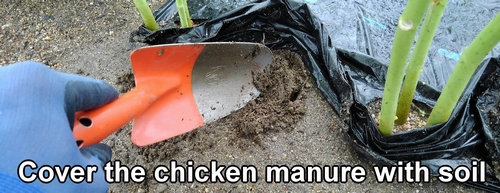 Cover the chicken manure with soil