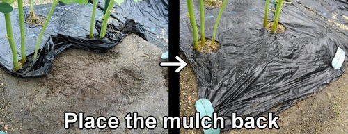Put back the mulch in the okra plot