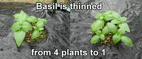 Basil planted in the tomato bed