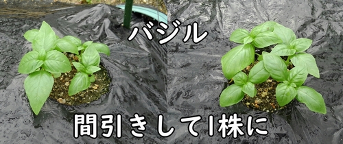 トマトの畝に植えたバジル