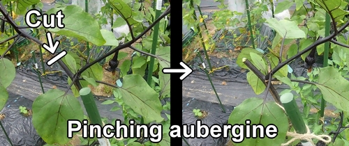 Pinching aubergine