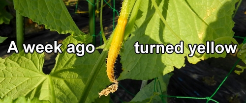 The yellowed cucumber female flowers