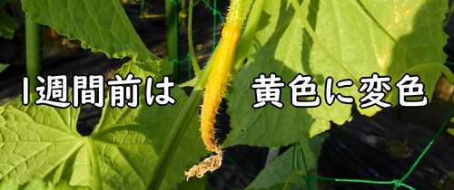 黄色に変色したキュウリの雌花