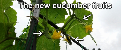 The new cucumber fruits