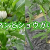 ピーマンの追肥（3回目）＆生姜の追肥（2回目）：露地栽培