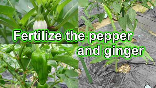 Fertilize the sweet pepper and ginger root
