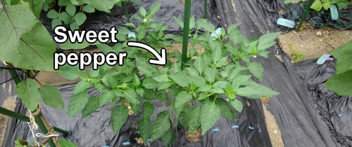 Sweet pepper plant