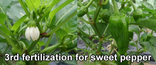 Third fertilization for the sweet pepper