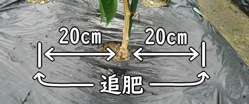 ピーマンの追肥箇所