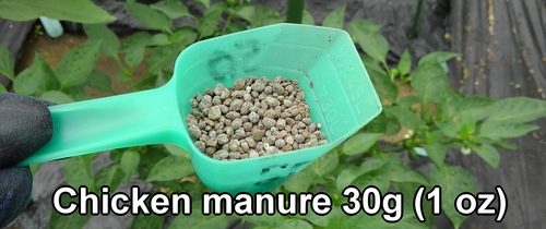 Chicken manure (Best organic fertilizer for sweet pepper)