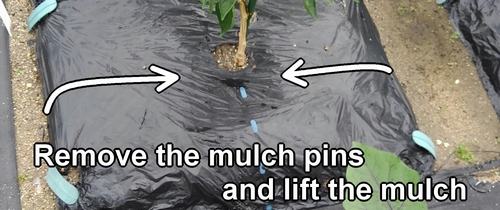 Remove the mulch pins