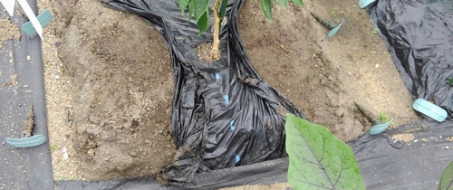 Lift the mulch in the sweet pepper plot