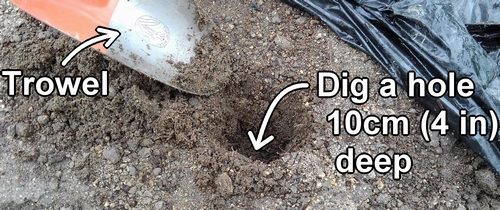 Dig hole for fertilizing the sweet pepper