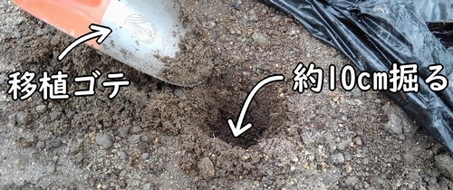 追肥用の穴を掘る