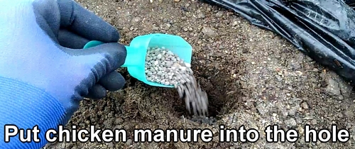 Put chicken manure into the hole