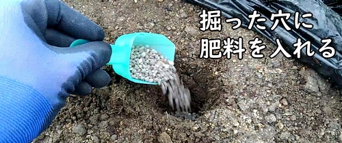 掘った穴に鶏糞を入れる