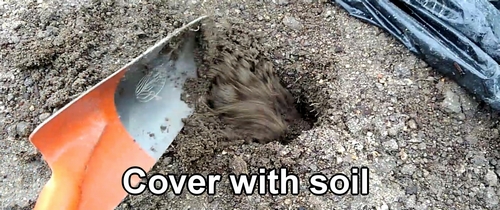 Cover the chicken manure with soil
