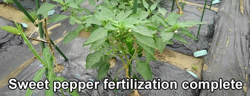 Sweet pepper fertilization complete
