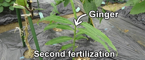 The ginger root fertilization is the second time