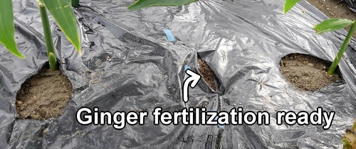 Ginger fertilization ready