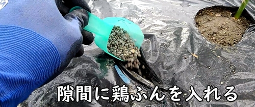 隙間に鶏糞を入れる