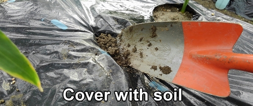 Cover the chicken manure with soil