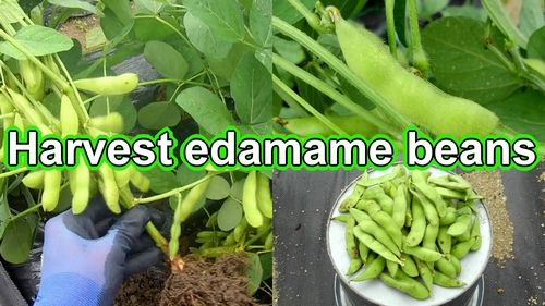 Harvesting edamame beans (Grow edamame from seed)