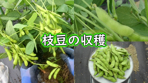 枝豆の収穫 有機栽培でおいしい野菜作り