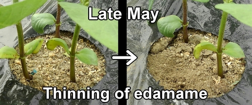 Thinning of edamame was done in late May