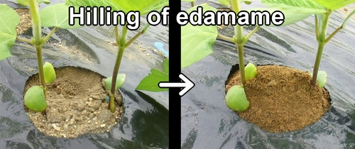 Hilling of edamame