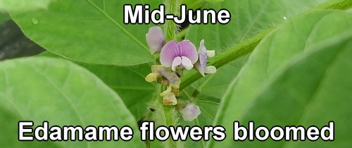 In mid-June, the edamame flowers bloomed