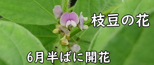 6月半ばに枝豆の花が開花