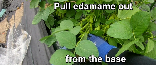Pull the edamame out from the base when it's time for harvest